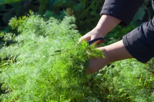 Vůně domova v jediném lístku: Jak ovládnout pěstování kopru bez hořkého zklamání?