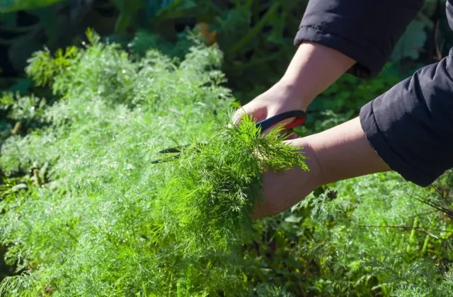 Vůně domova v jediném lístku: Jak ovládnout pěstování kopru bez hořkého zklamání?