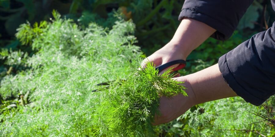 Vůně domova v jediném lístku: Jak ovládnout pěstování kopru bez hořkého zklamání?