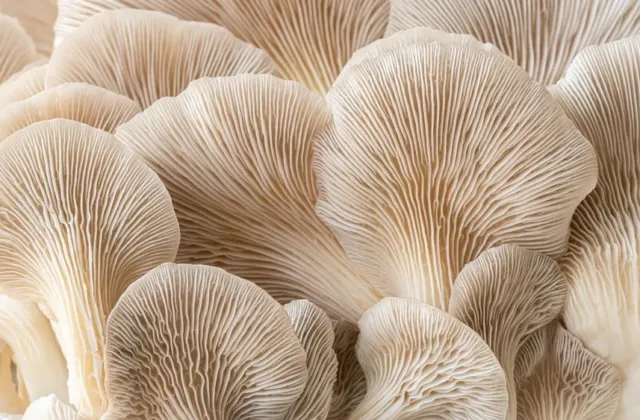 Hlíva ústřičná není jen houba do polévky. Dokáže prohloubit chuť jídla a dodat jídelníčku cenné beta-glukany