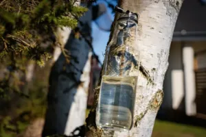 Březová míza: Dubnový elixír restartuje ledviny díky unikátní kombinaci přírodního xylitolu a saponinů