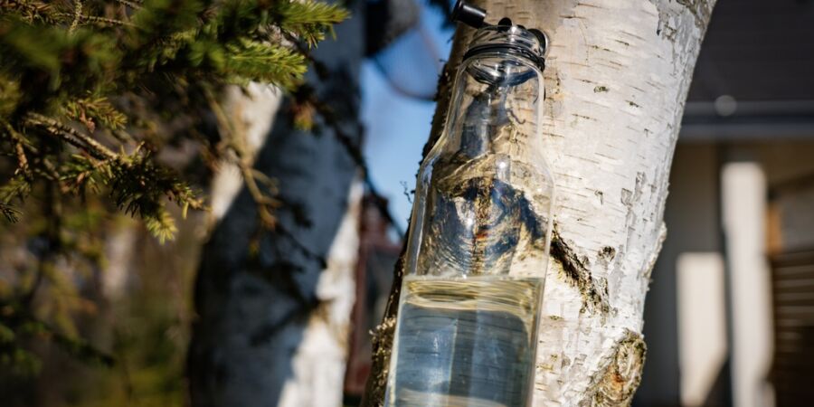 Březová míza: Dubnový elixír restartuje ledviny díky unikátní kombinaci přírodního xylitolu a saponinů