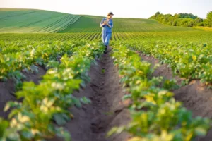 Tajemství skryté pod brázdou: Budoucnost české potraviny se často rozhoduje milimetry pod povrchem