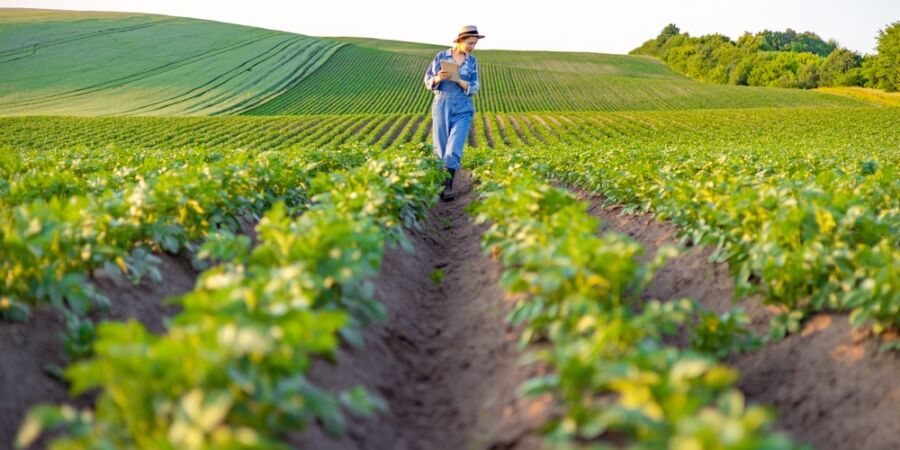 Tajemství skryté pod brázdou: Budoucnost české potraviny se často rozhoduje milimetry pod povrchem