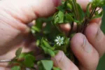 Není to jen plevel: Ptačinec žabinec nabízí vysokou koncentraci živin i skvělou chuť. Udělejte si skvělý salát, pesto nebo drink