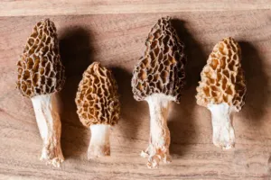 Smrže stojí i tisíce za kilo: Jak poznat kvalitu, nenaletět a připravit je tak, aby opravdu vynikly
