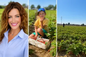 Jak jsem poprvé v životě vyrazila na samosběr jahod: Z pole nás hnali tryskem, na jahody pro vyvolené zapomeňt