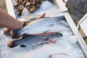 Dnes je Světový den oceánů: Kupujete poctivé ryby, nebo jen drahou vodu? Triky na obalech, které vám ušetří peníze