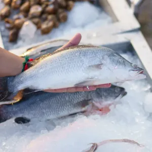 Dnes je Světový den oceánů: Kupujete poctivé ryby, nebo jen drahou vodu? Triky na obalech, které vám ušetří peníze