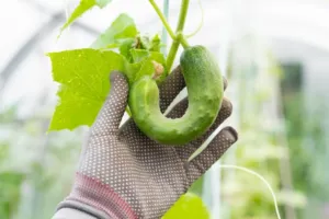 Zdá se vám zelenina v obchodě ošklivější? Sucho křiví okurky, zmenšuje celer a mění letošní úrodu