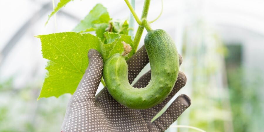 Zdá se vám zelenina v obchodě ošklivější? Sucho křiví okurky, zmenšuje celer a mění letošní úrodu