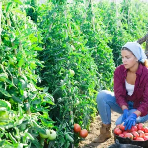 Rajčata za 45 Kč, okurky za 35. Při větší zásobě lze na samosběru ušetřit přes 1 300 korun