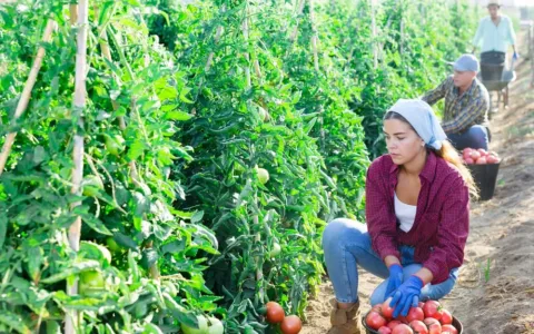 Rajčata za 45 Kč, okurky za 35. Při větší zásobě lze na samosběru ušetřit přes 1 300 korun