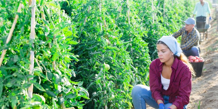 Rajčata za 45 Kč, okurky za 35. Při větší zásobě lze na samosběru ušetřit přes 1 300 korun