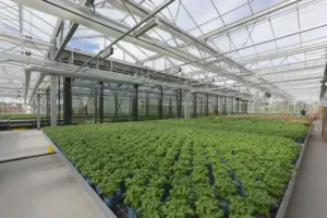 Zelenina roste nad hlavami zákazníků: Supermarket v Berlíně má na střeše farmu, ročně sklidí až 900 tisíc balení