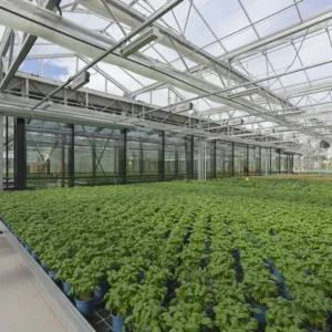 Zelenina roste nad hlavami zákazníků: Supermarket v Berlíně má na střeše farmu, ročně sklidí až 900 tisíc balení