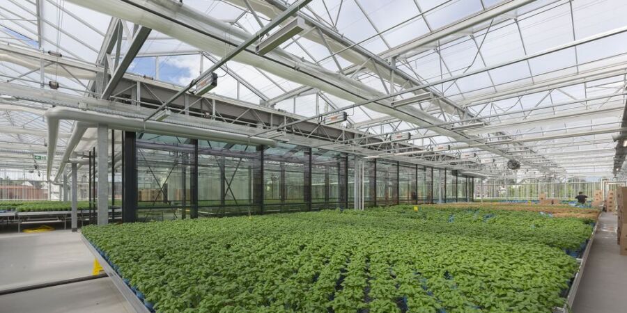 Zelenina roste nad hlavami zákazníků: Supermarket v Berlíně má na střeše farmu, ročně sklidí až 900 tisíc balení