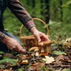 Zpívající houby poodkryjí tajnou řeč lesa: Jak funguje sonifikace hub a co všechno o nás rostliny vědí?
