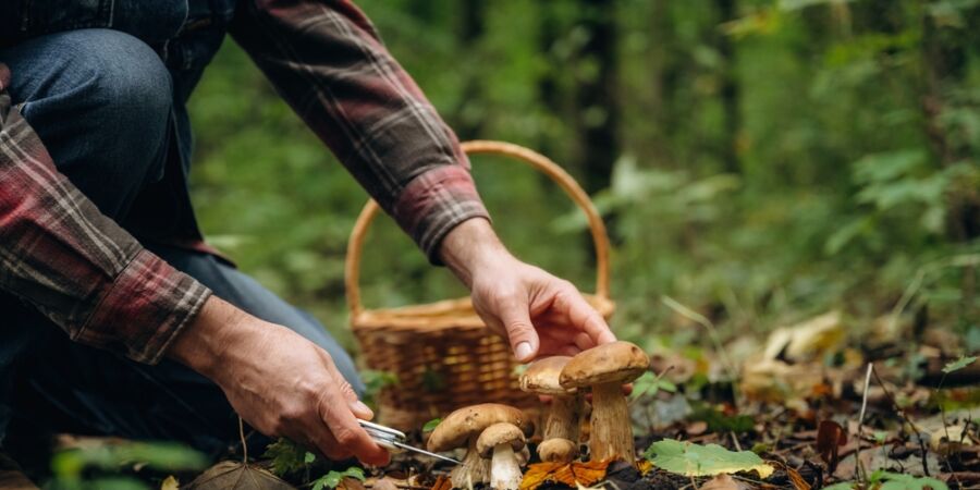 Zpívající houby poodkryjí tajnou řeč lesa: Jak funguje sonifikace hub a co všechno o nás rostliny vědí?
