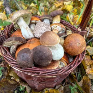 Houby konečně rostou! Šance na plné koše teď výrazně stoupá – víme, kde hledat