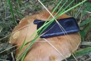 Hřib jako talíř: Vzít ho, nebo nechat v lese? Staré houbařské pravidlo neplatí