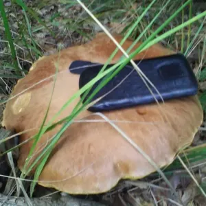 Hřib jako talíř: Vzít ho, nebo nechat v lese? Staré houbařské pravidlo neplatí