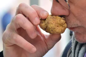 Lanýžová vůně se dá napodobit. Kontroly odhalily i speciality, v nichž drahé houby chyběly