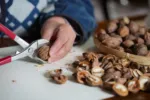 Loňské ořechy ještě nepatří do koše. O žluknutí rozhodují jiné znaky. A znáte trik s mražením?