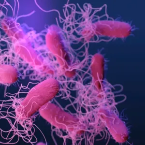 Listeria monocytogenes a Salmonella v potravinách: Dva rozdílní soupeři mikrobiologické bezpečnosti