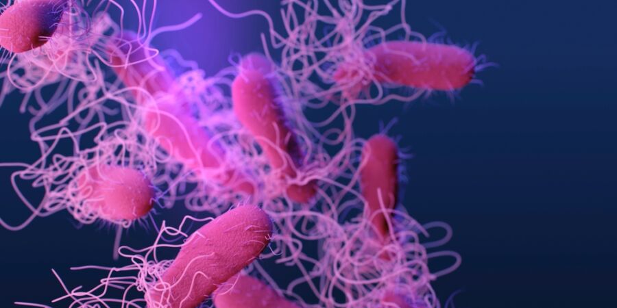 Listeria monocytogenes a Salmonella v potravinách: Dva rozdílní soupeři mikrobiologické bezpečnosti