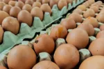 Narazili jste v platu vajec na trus na skořápce? Zásadní chybu při čištění dělá většina lidí